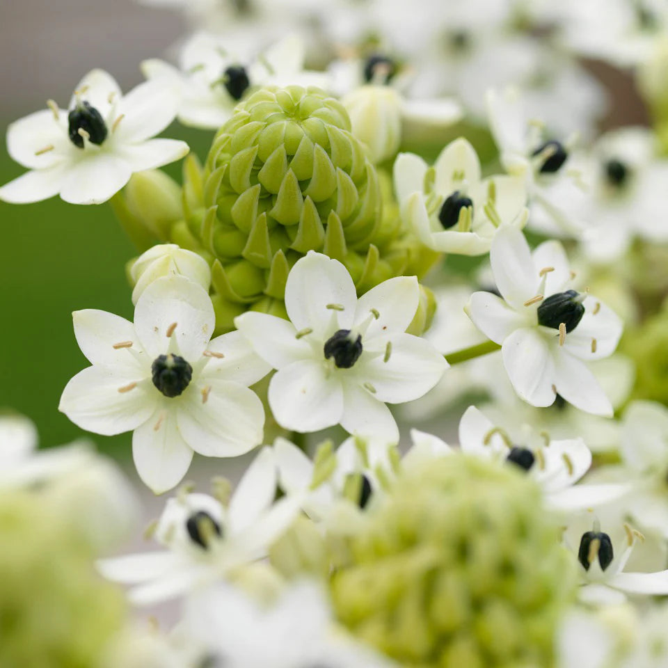 Heirloom Ornithogalum Saundersiae Flower Seeds for Garden Planting, Non-GMO, Starry White Blooms for Borders