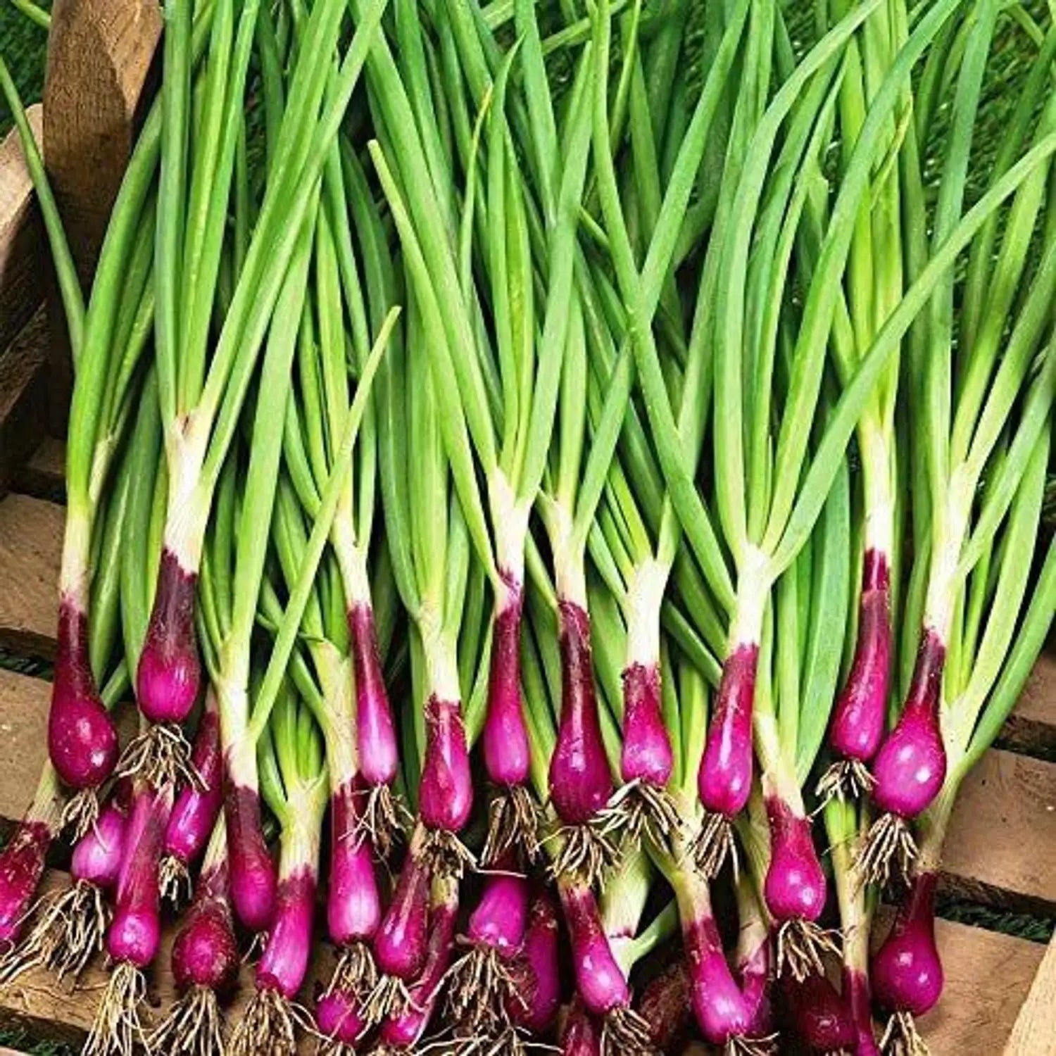 Welsh Red Onion plants growing in a garden bed