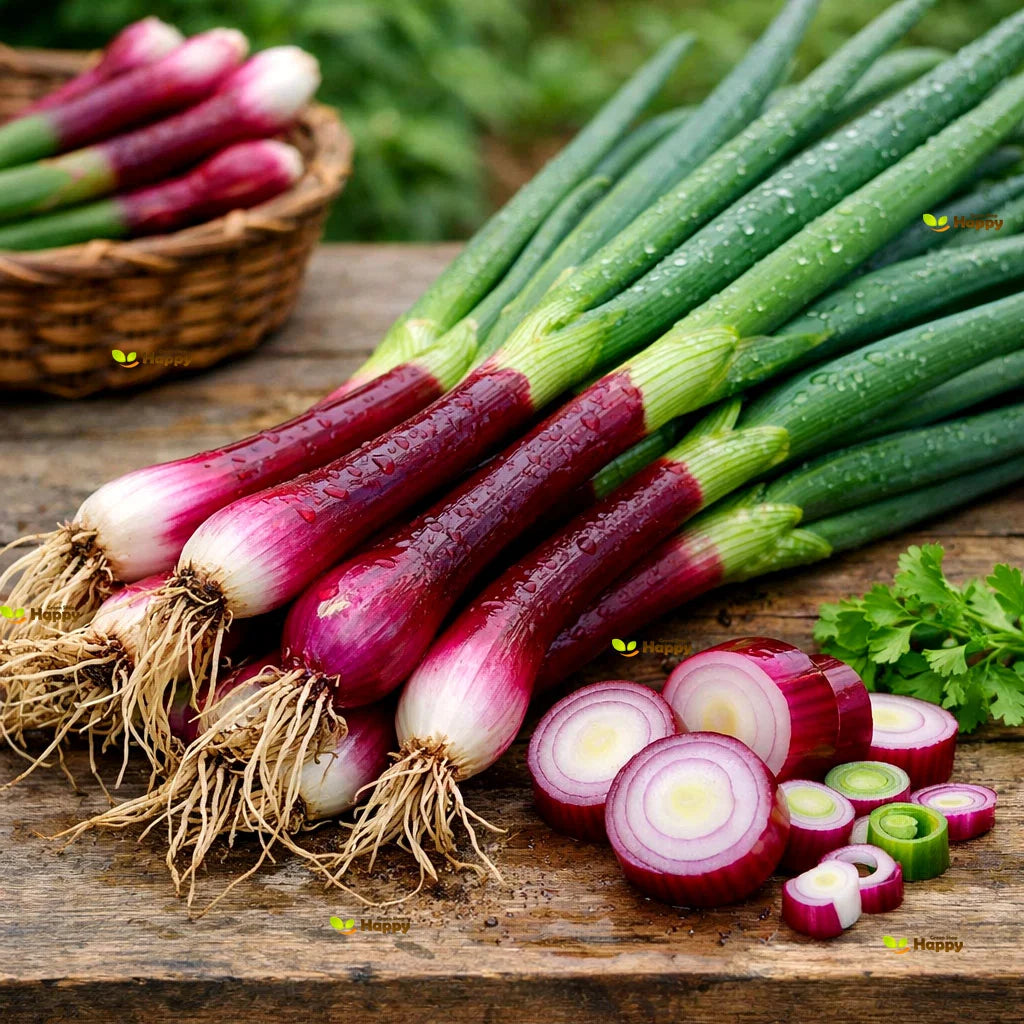 Heirloom Welsh Red Onion seeds for home garden planting