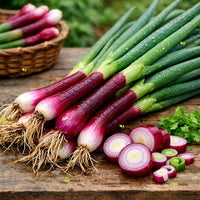 Heirloom Welsh Red Onion seeds for home garden planting