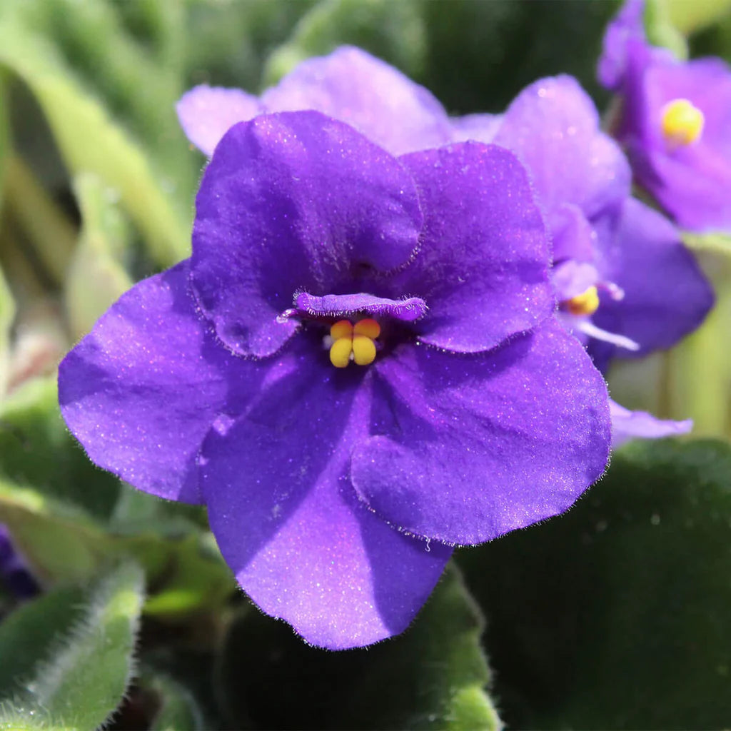 African Violet Flower Seeds Heirloom Non GMO Planting - 100 pcs