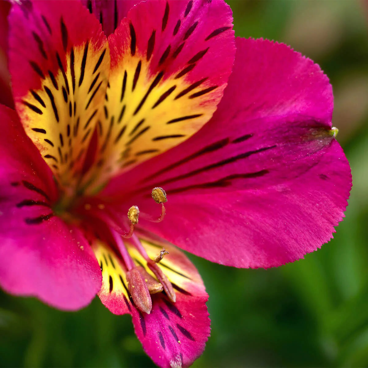 Pink Alstroemeria Seeds - Heirloom Non-GMO Planting Flower Seeds