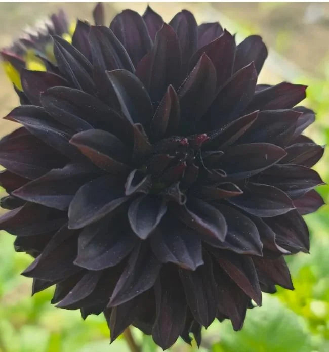 Black Dahlia Flower Seeds for Elegant Garden Beds, Borders and Container Planting