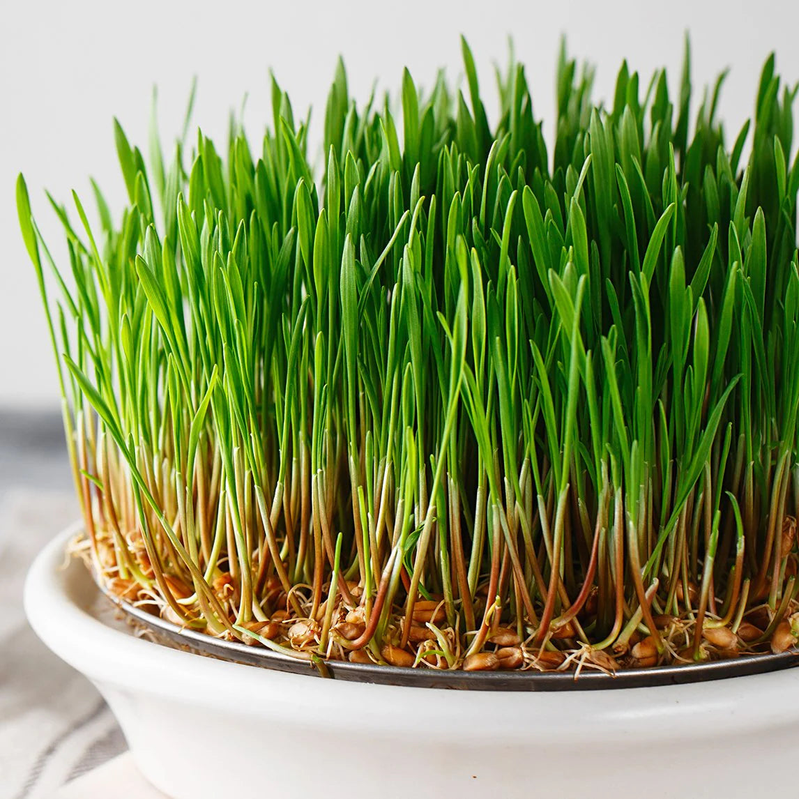Fresh green Wheat Grass growing in a planting tray