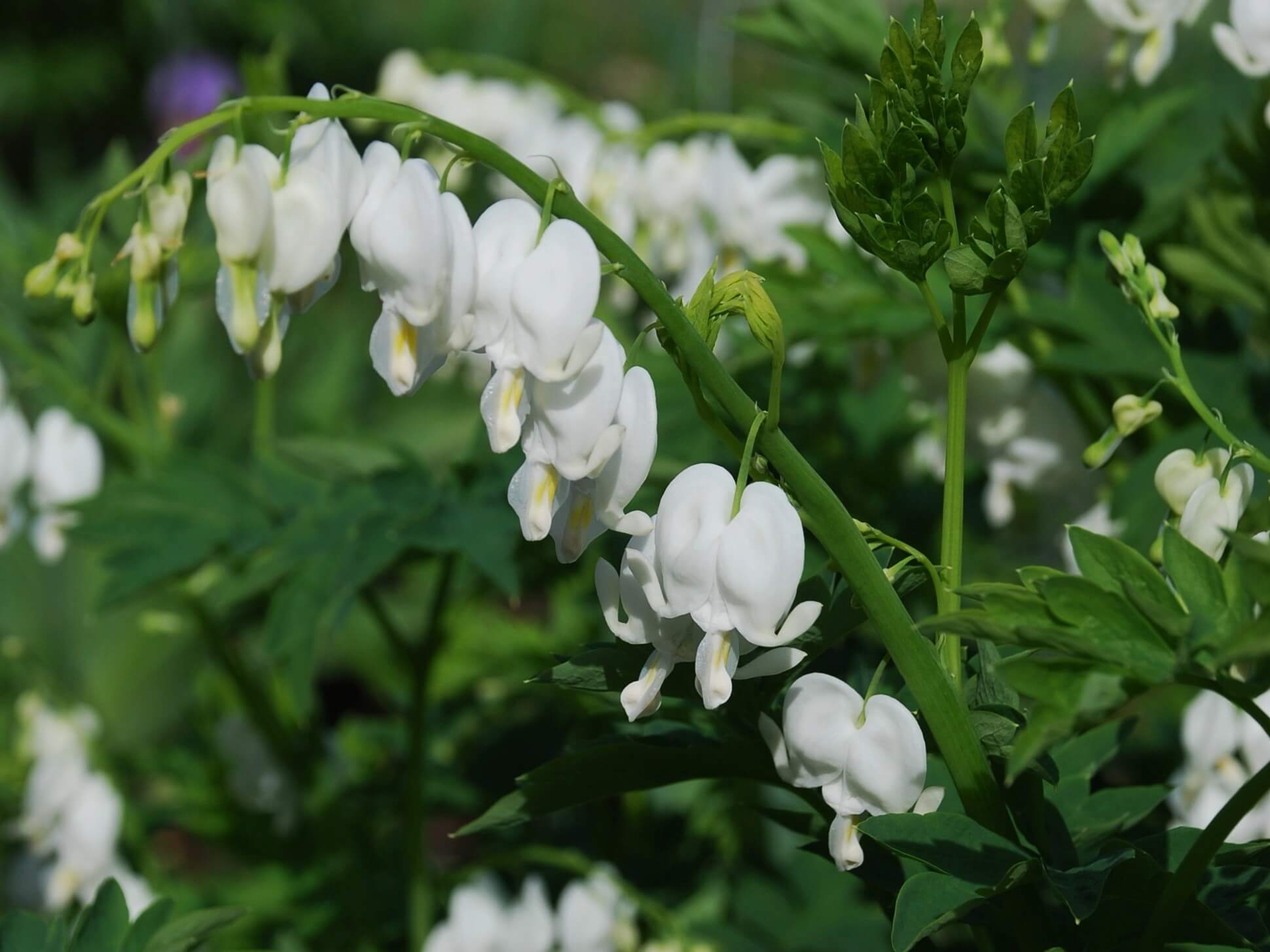 White Bleeding Heart flowers blooming in a woodland garden.