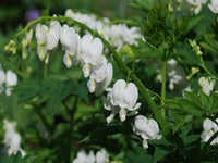 White Bleeding Heart flowers blooming in a woodland garden.