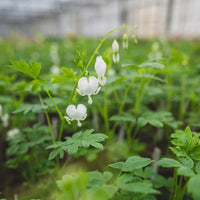 White Bleeding Heart roots for shade garden planting.