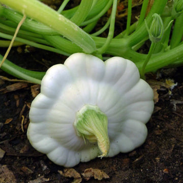 White Bush Scallop Summer Squash Seeds for Planting