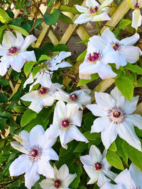 White Purple Clematis Flower Seeds ƒ?? Heirloom Non-GMO Vining Blooms for Garden Planting