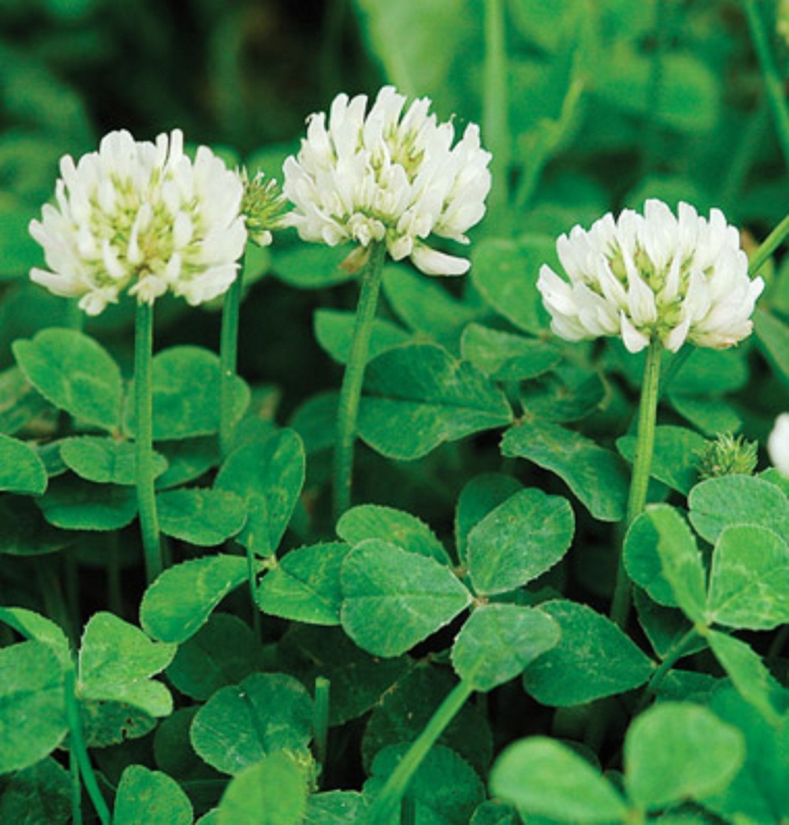 White Dutch Clover with small white flower heads