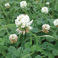 White Dutch Clover seeds for lawn and garden planting