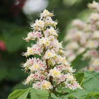 Horse Chestnut Flower Seeds – Heirloom Non-GMO Seeds for Ornamental Shade Tree Planting
