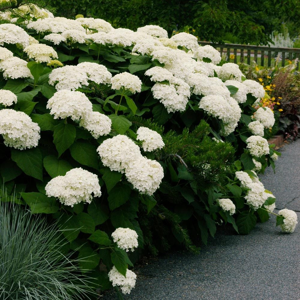 White Hydrangea seeds suitable for borders, raised beds, patios, and containers.