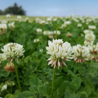 Perennial White MiniClover with compact green foliage