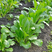 White mustard plants growing in a healthy home garden.