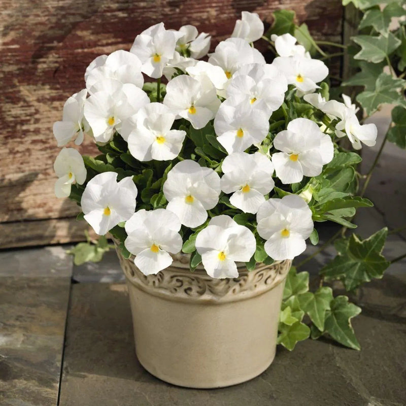 White (White scientific name) for planting in garden
