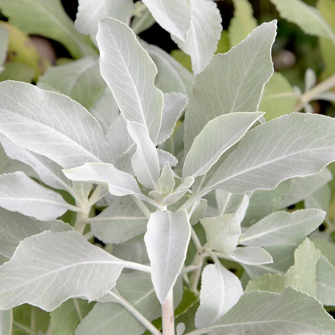 White Sage Herb Seeds