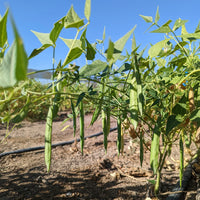 Healthy White Tepary Bean plants growing in a raised garden bed