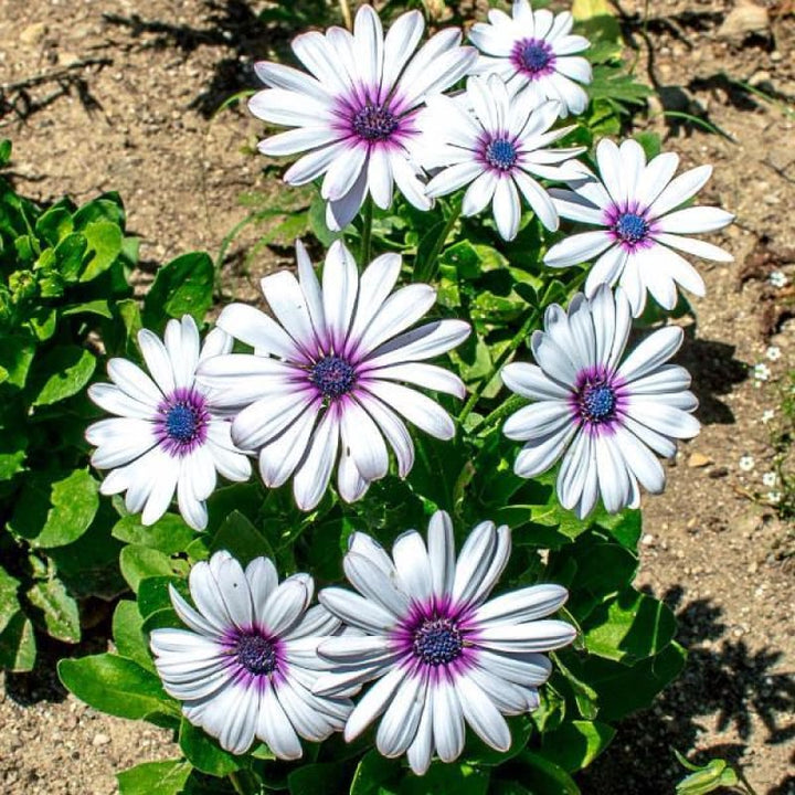 Heirloom Non-GMO Eyed Flower Seeds for Planting – Unique Ornamental Garden Blooms