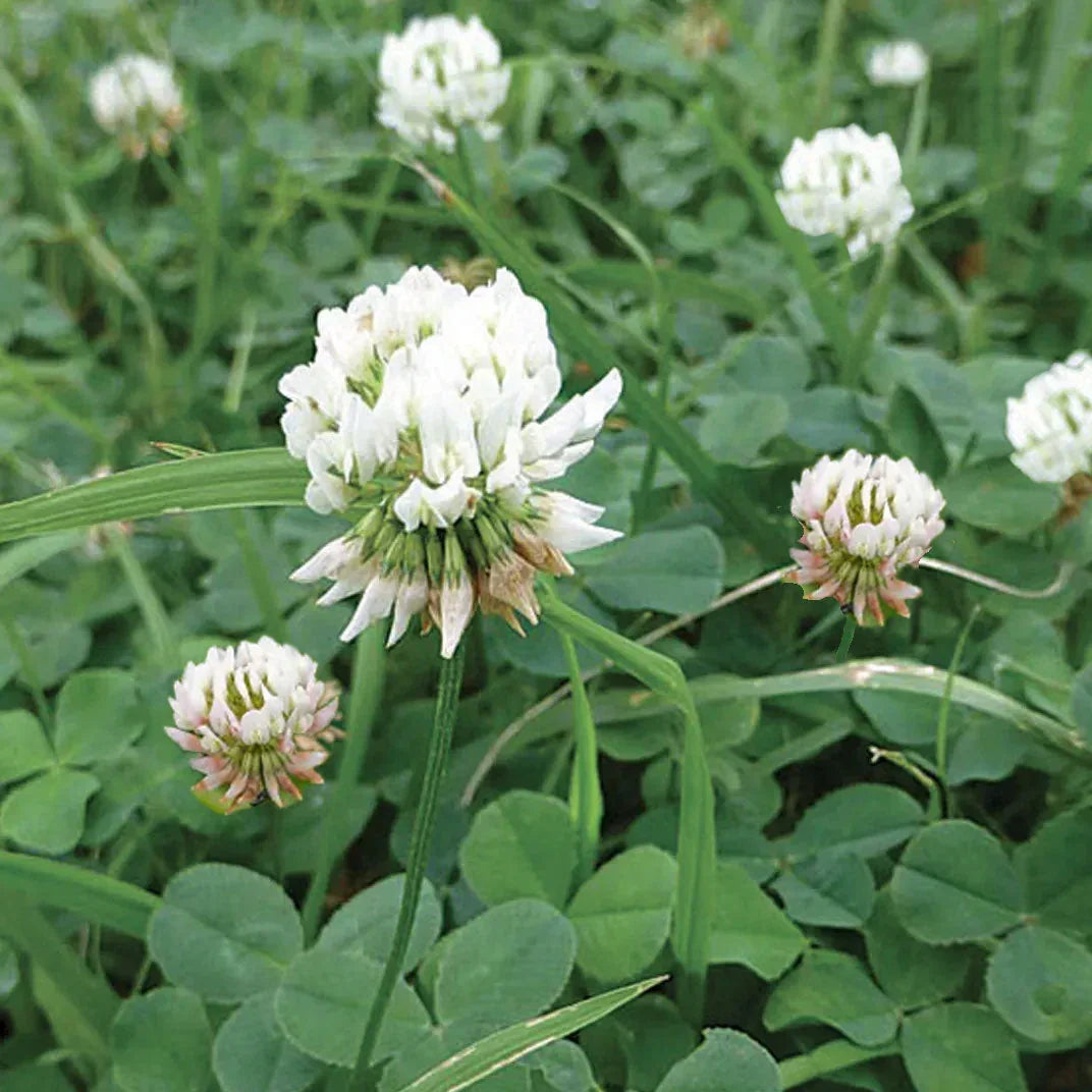 Outsidepride Perennial White MiniClover Seeds – Low-Growing Groundcover for Lawns & Gardens