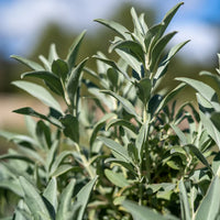 White Sage Herb Seeds