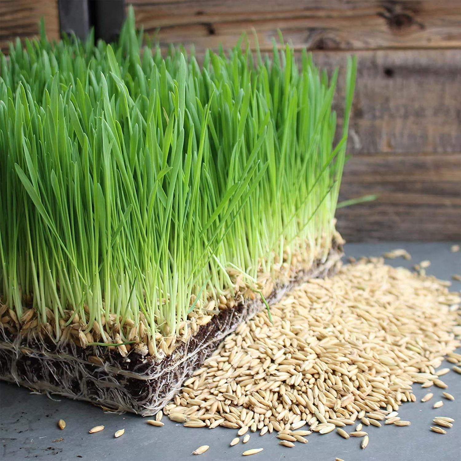 Whole oat grain seeds with husk intact for outdoor planting and sprouting.