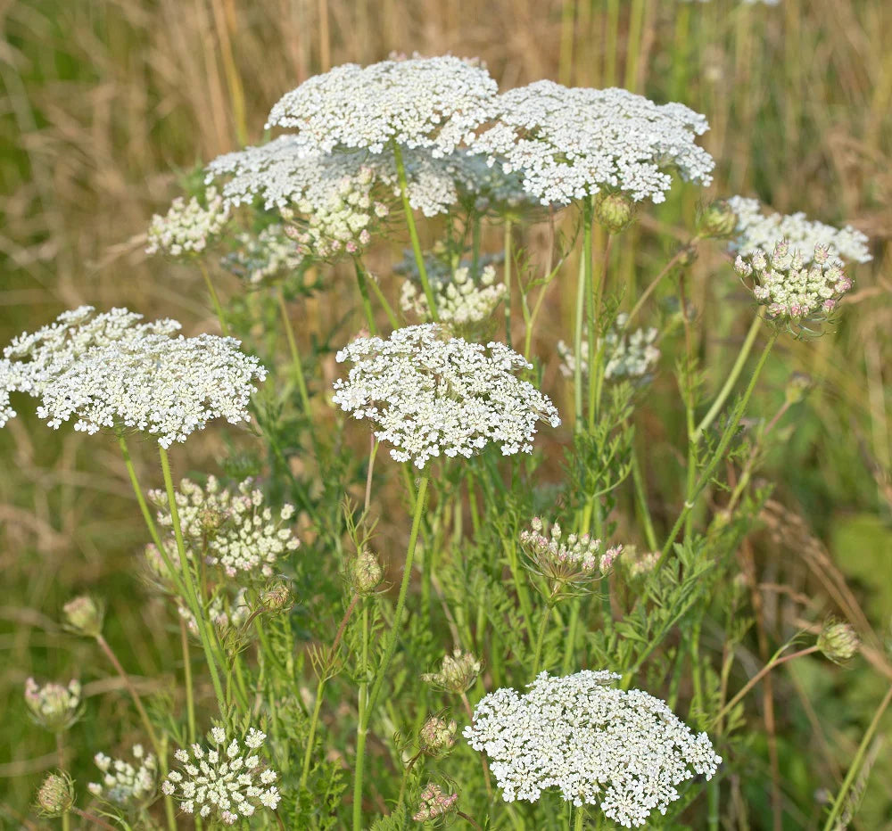 Wild Carrot wild flower seeds for planting with delicate white blooms