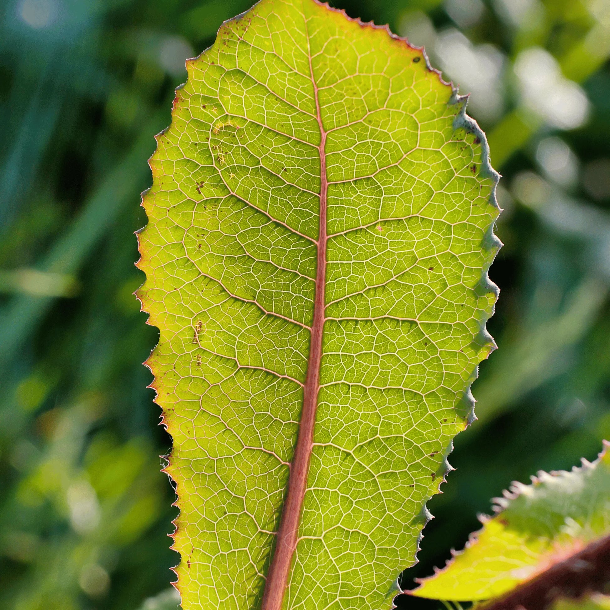 Wild Lettuce Plant Seeds for Planting,- NON GMO Seeds
