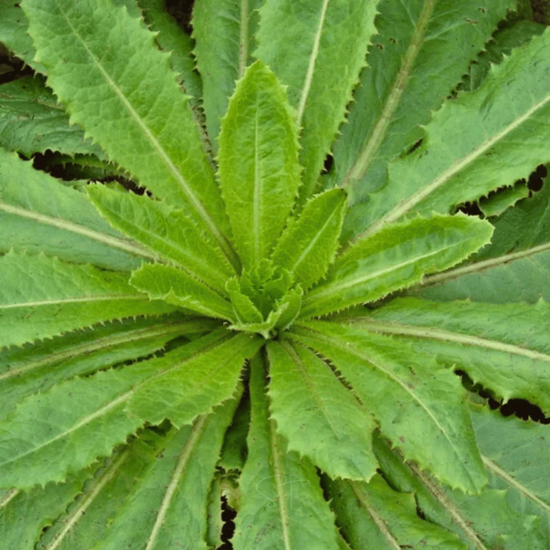 Wild Lettuce Plant Seeds for Planting,- NON GMO Seeds