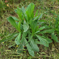 Wild Lettuce (Lactuca virosa) herb seeds for planting in home gardens.