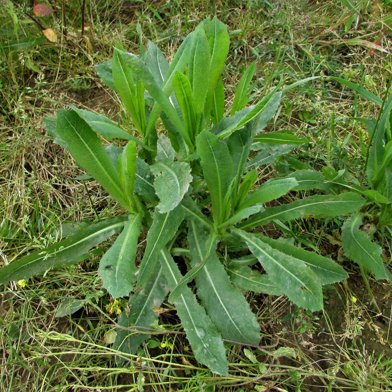 Wild Lettuce (Lactuca virosa) herb seeds for planting in home gardens.