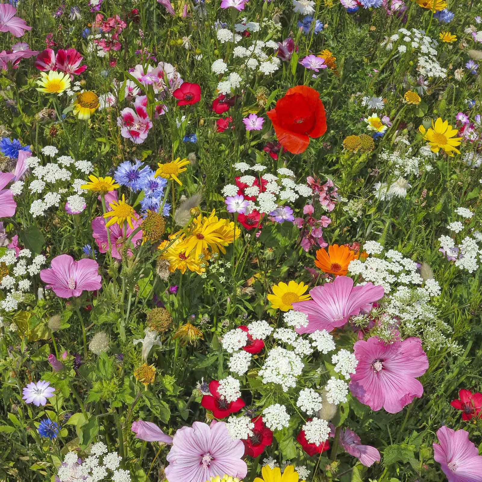 Wildflower seed mix for colorful outdoor garden planting.