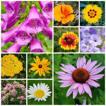 Wildflower Seed Mix for colorful outdoor garden planting.