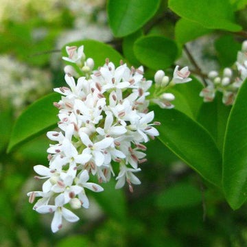 White Ligustrum Flower Seeds for Planting - NON GMO Seeds seeds for planting in home garden