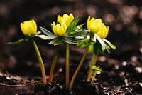Heirloom Non-GMO Yellow Aconite Flower Seeds for Early Spring Gardens and Vibrant Bloom Displays