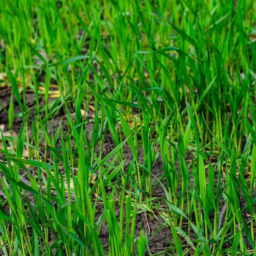 Dense Winter Rye cover crop growing in an outdoor garden.