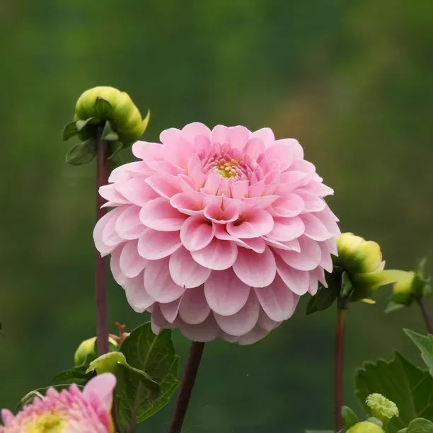 Pink Pompon Dahlia Flower Seeds for Planting - Heirloom Non-GMO Seeds,Beautiful Blooms