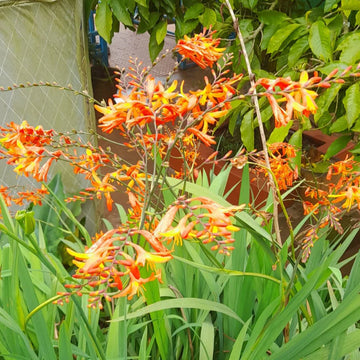 Perennial foliage bulbs for woodland gardens and outdoor borders.