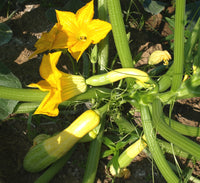 Zucchini and squash mix seeds for planting in home vegetable gardens