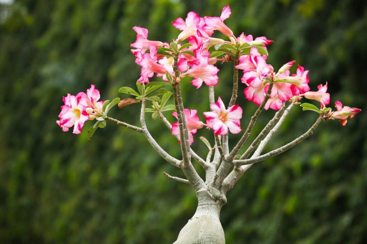 WÃ¼stenrose Flower Seeds for Planting - NON GMO Seeds