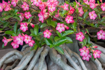 WÃ¼stenrose Flower Seeds for Planting - NON GMO Seeds for planting in home garden