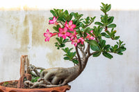 WÃ¼stenrose Flower Seeds for Planting - NON GMO Seeds