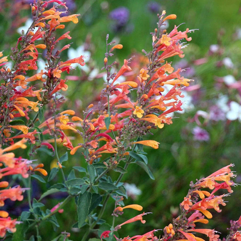 Agastache Fragrant Flower Seed Heirloom Non GMO Planting - 100 pcs