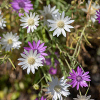 Heirloom Non-GMO Xeranthemum Annuum Flower Seeds for Garden Planting – Everlasting Paper Blooms