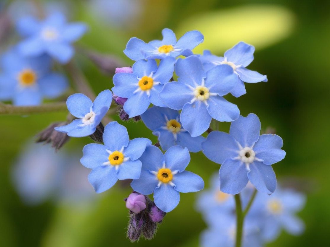 Heirloom Blue Alpine Forget-Me-Not Flower Seeds for Planting, Myosotis Alpestris, Non-GMO