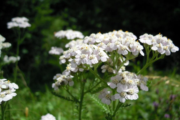 Heirloom Achillea Millefolium Flower Seeds for Planting, Non-GMO