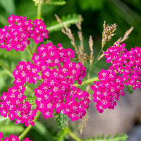 Pink Cerise Flower Seeds for Planting - NON GMO Seeds