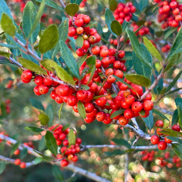 Heirloom Yaupon Flower Seeds, Non-GMO Caffeine-Rich Holly Blooms for Native Garden Planting
