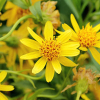 Yellow Arnica montana flower seeds for planting in home gardens and wildflower meadows.