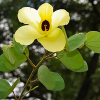 Cytisus Battandieri Flower Seeds for Planting - 100 pcs for planting in your garden.